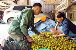 Thái Nguyên: Cây hồng không hạt giúp người dân Quảng Bạch tăng thu nhập