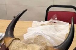 Mua đi bán lại sừng động vật quý, hiếm: Trả giá đắt vì thiếu hiểu biết pháp luật