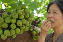 Quả sung có lợi gì cho người sau 50 tuổi?