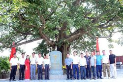 Hai cây đa cổ thụ đình Ân Phú được công nhận Cây Di sản Việt Nam