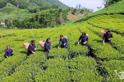 Kinh tế xanh: Cuộc đua tái cấu trúc toàn cầu