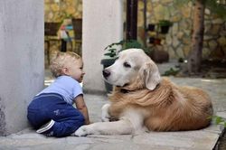 Khoa học hé lộ cách chó 'hiểu' lời nói của con người