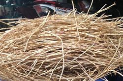 Loài cỏ dại bị ghét lại được Đông y coi như 'báu vật'