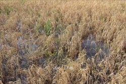 Cà Mau: Khó khăn bủa vây vụ lúa Hè Thu