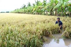 Mưa dông khu vực cao nguyên Trung Bộ và Nam Bộ