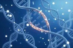 Phát hiện gene liên quan đồng thời đến khiếm thính, tóc bạc ở trẻ em