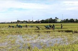 Đắk Lắk khẩn trương thu hoạch lúa Hè Thu ứng phó mưa lớn, ngập úng
