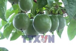 Gia Lai liên kết để ổn định sản phẩm nông sản xuất khẩu