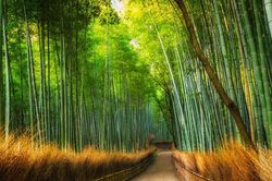 Rừng tre Sagano ở Kyoto và bản hòa âm đặc biệt từ những thân tre