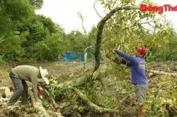 Đồng Tháp: Người dân hạ vườn sầu riêng, tìm hài cốt liệt sĩ