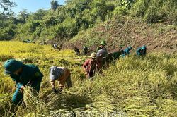 Lực lượng vũ trang chung tay gặt lúa giúp hộ nghèo tại xã Nậm Mạ