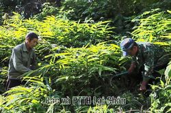 Sin Câu rời xa ma túy