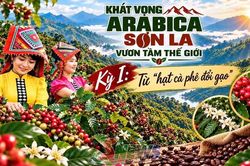 ARABICA SƠN LA - VƯƠN TẦM THẾ GIỚI • Kỳ I: Từ 'hạt cà phê đổi gạo'