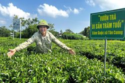 Vườn chè trăm tuổi giữa miền xanh Tân Cương
