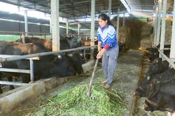 Hiệu quả từ mô hình phụ nữ góp vốn xoay vòng