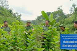 Bài cuối: Thế trận phòng ngừa, ngăn ma túy từ tuyến biên giới