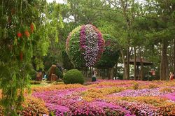 Lâm Đồng chuẩn bị chu đáo cho Festival Hoa Đà Lạt năm 2026