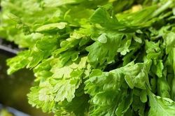 Cây dại mọc bờ rào thành đặc sản nổi tiếng giá 55.000 đồng/kg, trồng 30 ngày cho thu hoạch, tốt cho sức khỏe
