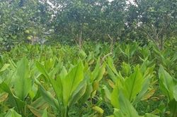 Nông dân Phùn Văn Hòa đoạt giải tại cuộc thi 'Sáng tạo Kỹ thuật Nhà nông toàn quốc'