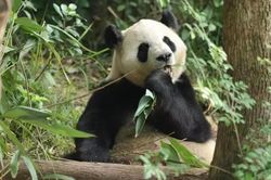 Trung Quốc đưa cặp gấu trúc khổng lồ đến Mỹ
