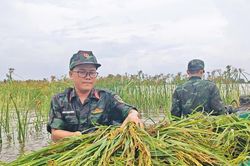 Bộ đội lội ruộng giúp dân thu hoạch lúa giữa mùa mưa ngập