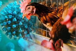 Dịch cúm gia cầm H5N1 khiến Victoria hoãn quy định mới về nuôi gà