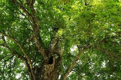 'Thị ông', 'thị bà' cùng mọc trên cây cổ thụ 400 tuổi giữa xứ Mường