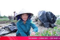 Hà Tĩnh: Hơn 650 ha cây trồng vụ đông đã xuống giống