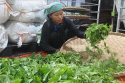 Nông nghiệp '3 không' giúp kinh tế vùng cao đổi thay