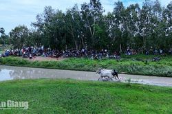 Bò đua rèn sức, chuẩn bị tranh tài tại Hội đua bò Bảy Núi