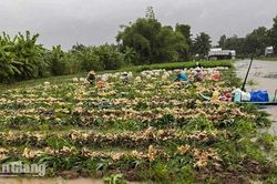 U Minh Thượng có 6.385ha nông nghiệp trước nguy cơ ngập, nông dân chạy lũ