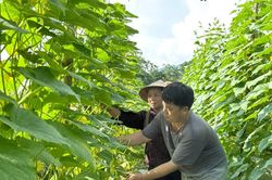 Lào Cai chuyển đổi 145 ha đất lúa kém hiệu quả
