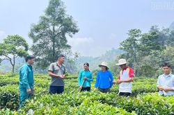 Doanh thu từ cây chè đạt gần 795 tỷ đồng