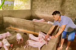 Cựu chiến binh tỏa sáng trong phát triển kinh tế gia đình