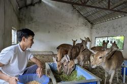 Kỹ sư 9X từng lương 60 triệu đồng/tháng ở Nhật, về quê nuôi hươu sao