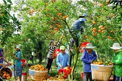 Thúc đẩy sự phát triển vựa nông sản Đồng bằng sông Cửu Long