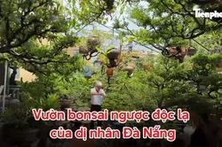 Vườn bonsai ngược độc, lạ của 'dị nhân' Đà Nẵng