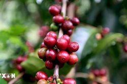 Lễ hội Càphê Sơn La năm 2026: Hướng tới đưa Arabica Sơn La vươn tầm thế giới