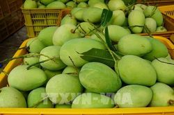 EU liên tục nâng chuẩn, nông sản Việt thay đổi từ vùng sản xuất