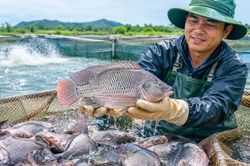 Xuất khẩu cá rô phi tăng mạnh, Brazil là thị trường chủ lực