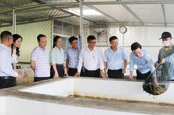 Bắc Ninh: Mở rộng liên kết, nâng giá trị nông sản