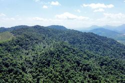 Bắc Ninh: 27 xã, phường có nguy cơ cháy rừng mức nguy hiểm