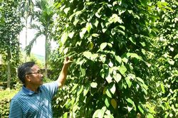 Phân quyền cấp mã số vùng trồng