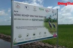 Sức bật nông nghiệp xanh từ lúa sinh thái