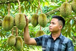 Làm giàu từ cây sầu riêng