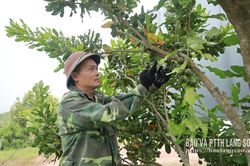 Để mắc ca vươn xa - Kỳ 1: Kết quả bước đầu