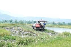 Thu mua thóc Séng Cù và các giống lúa đặc sản ước đạt khoảng 9.000 tấn