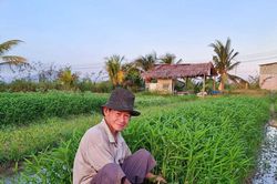 Hành trình đưa rau sạch vào siêu thị