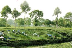 Khẳng định vị thế thương hiệu Trà Thái