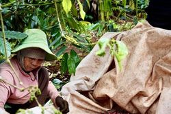 Cà phê Bờ Ngoong vào chuỗi giá trị: HTX mở đường ra 'biển lớn'